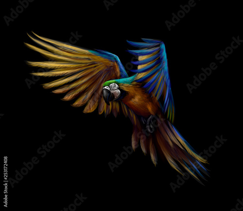 Portrait blue-and-yellow macaw in flight on a black background. Ara parrot, Tropical parrot