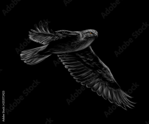 Portrait of a flying falcon on a black background.