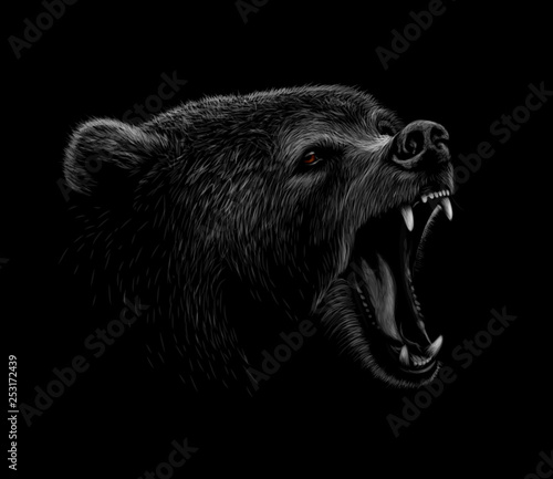 Portrait of a brown bear head on a black background. Grin of a bear