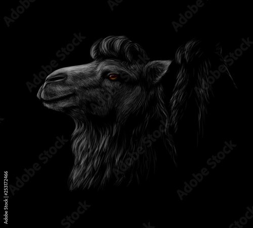 Portrait of a camel head on a black background.