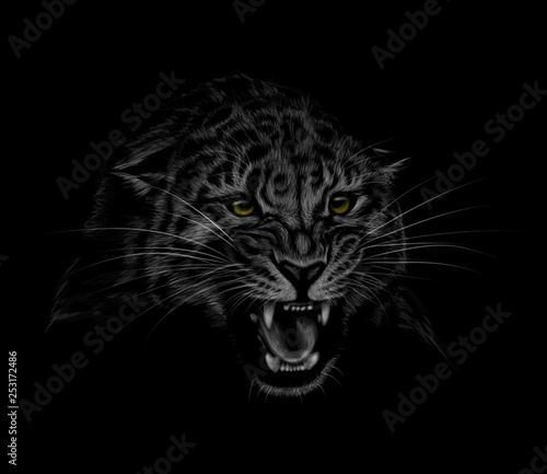 Portrait of a leopard head on a black background. Grinning of a leopard