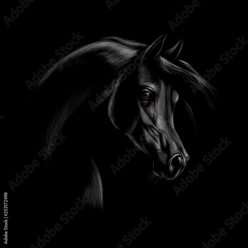Portrait of an Arabian horse head on a black background.