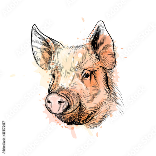 Portrait of a pig head. Chinese Zodiac Sign Year of Pig