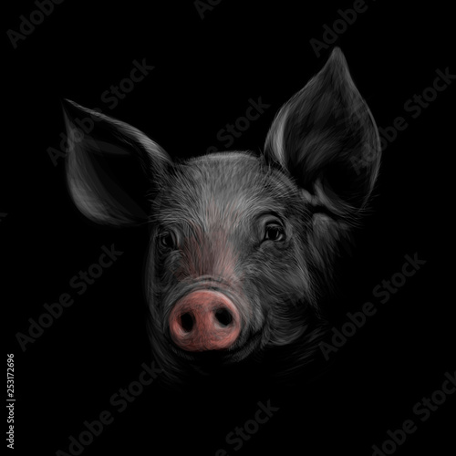 Portrait of a pig head on a black background. Chinese Zodiac Sign Year of Pig