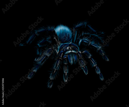 Portrait of a spider Tarantula Grammostola on a black background