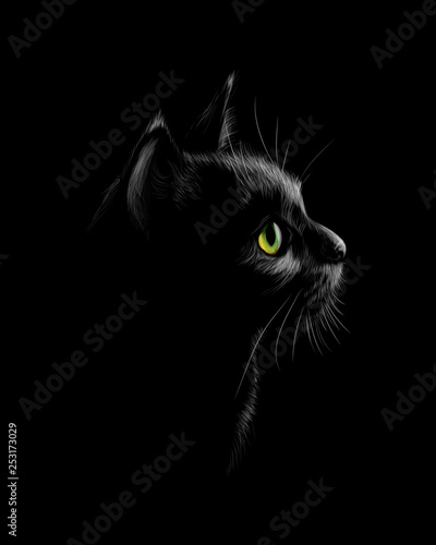 Portrait of a cat on a black background