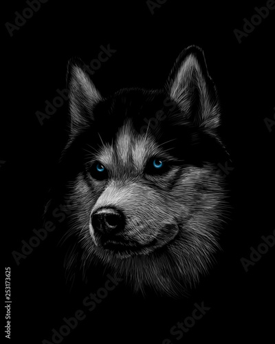 Portrait of the head of the Siberian Husky with blue eyes