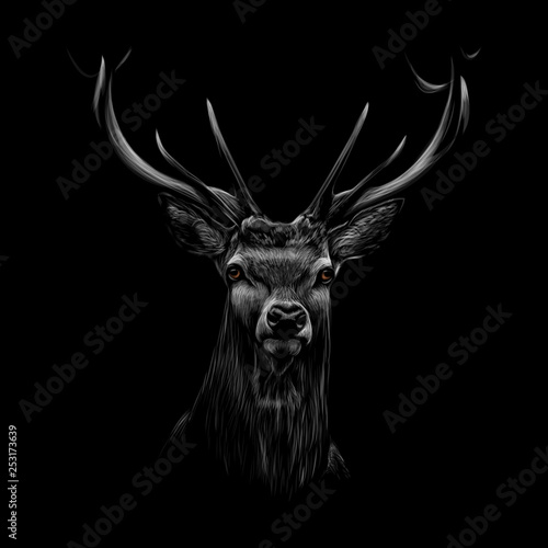 Portrait of a deer head on a black background