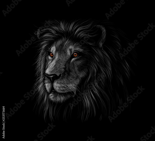 Portrait of a lion head on a black background