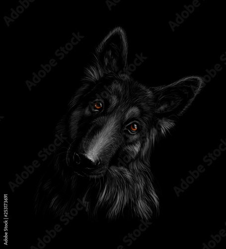 Portrait of a German shepherd dog on a black background
