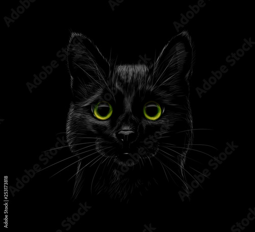 Portrait of a cat on a black background