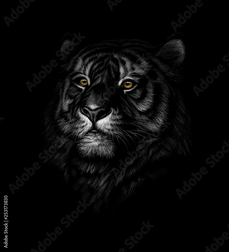 Portret głowy tygrysa na czarnym tle