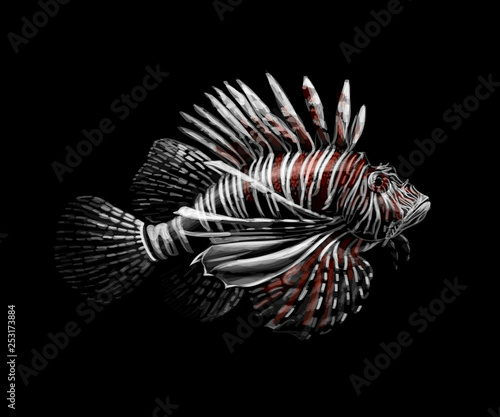 Tropical fish. Portrait of a lionfish on a black background