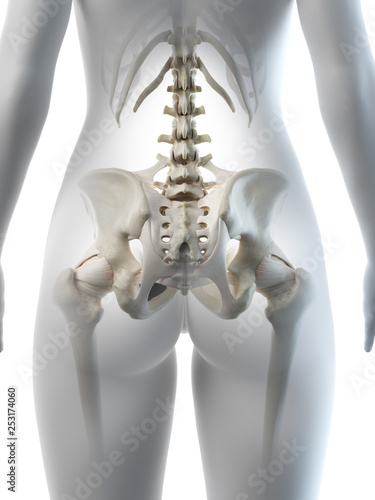 3d rendered medically accurate illustration of a females hip bone