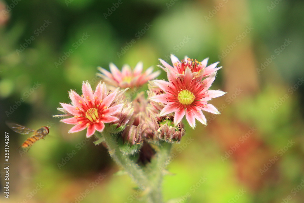Fototapeta premium hauswurzblüte