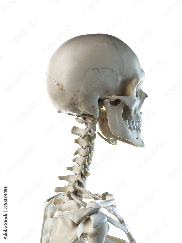 3d rendered medically accurate illustration of a females skeletal neck 3d rendered medically accurate illustration of a females skeletal neck