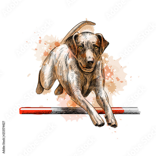 Labrador retriever jumping