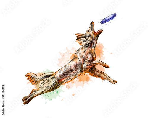 Dog catching flying disk