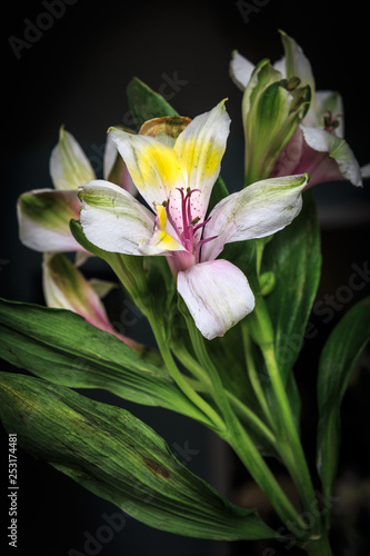 Fototapeta Naklejka Na Ścianę i Meble -  Spring Flower