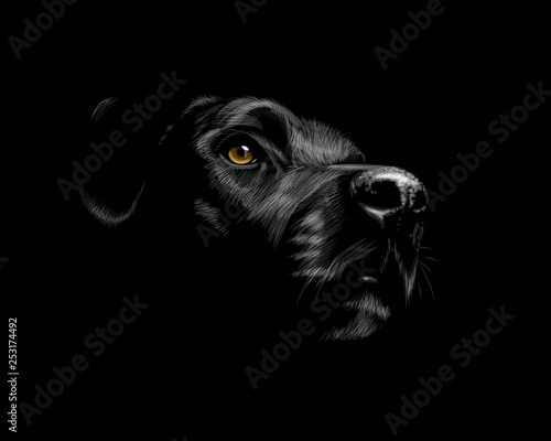black labrador Retriever