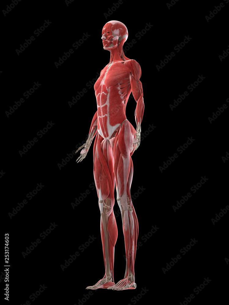 3d rendered medically accurate illustration of a females muscle system 3d rendered medically accurate illustration of a females muscle system