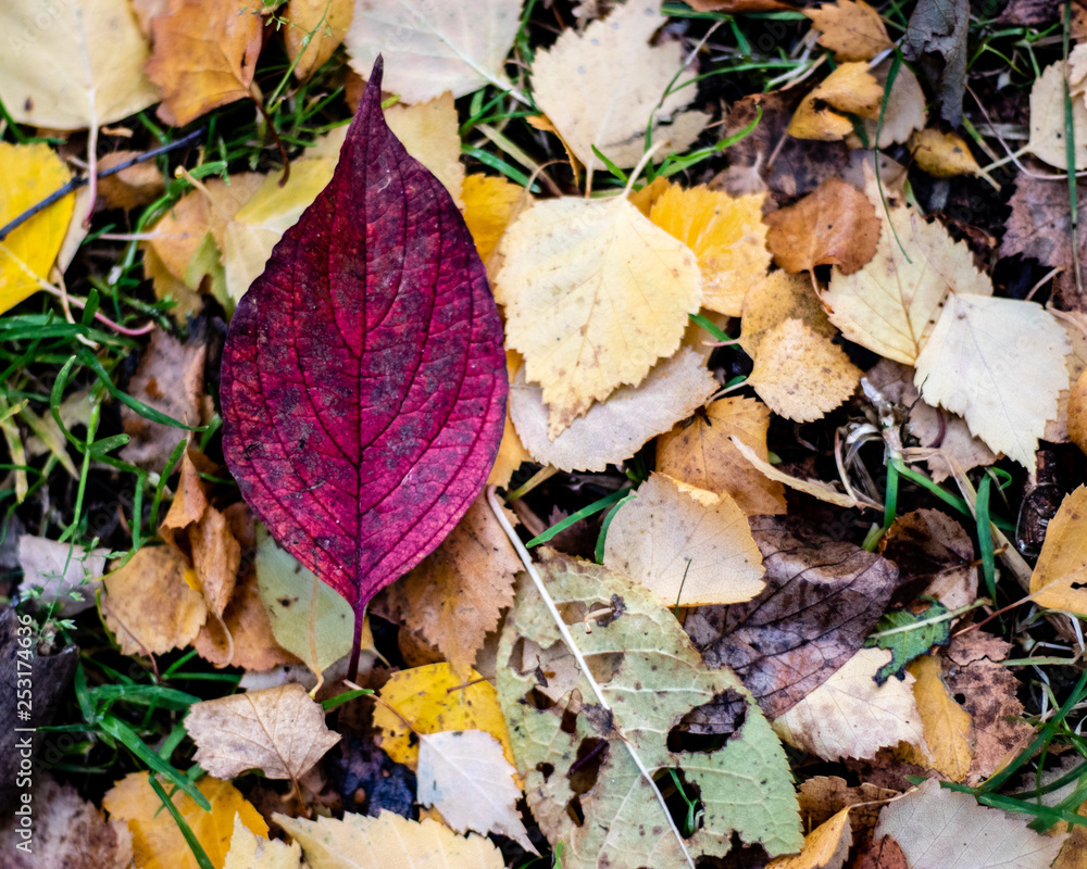 autumn leaves on the ground autumn leaves on the ground