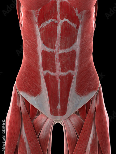 3d rendered medically accurate illustration of a females abdominal muscles