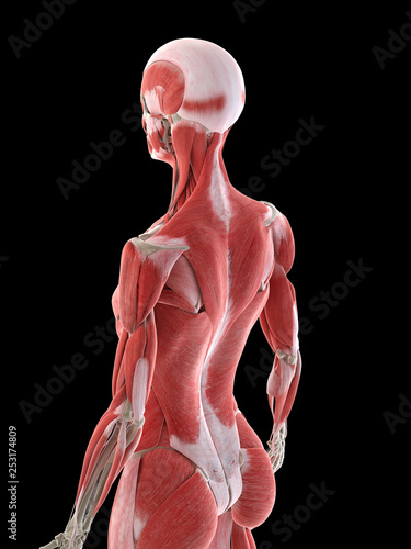 3d rendered medically accurate illustration of a females back muscles