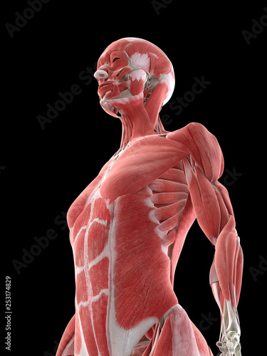 3d rendered medically accurate illustration of a females upper body muscles