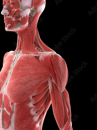 3d rendered medically accurate illustration of a females shoulder muscles