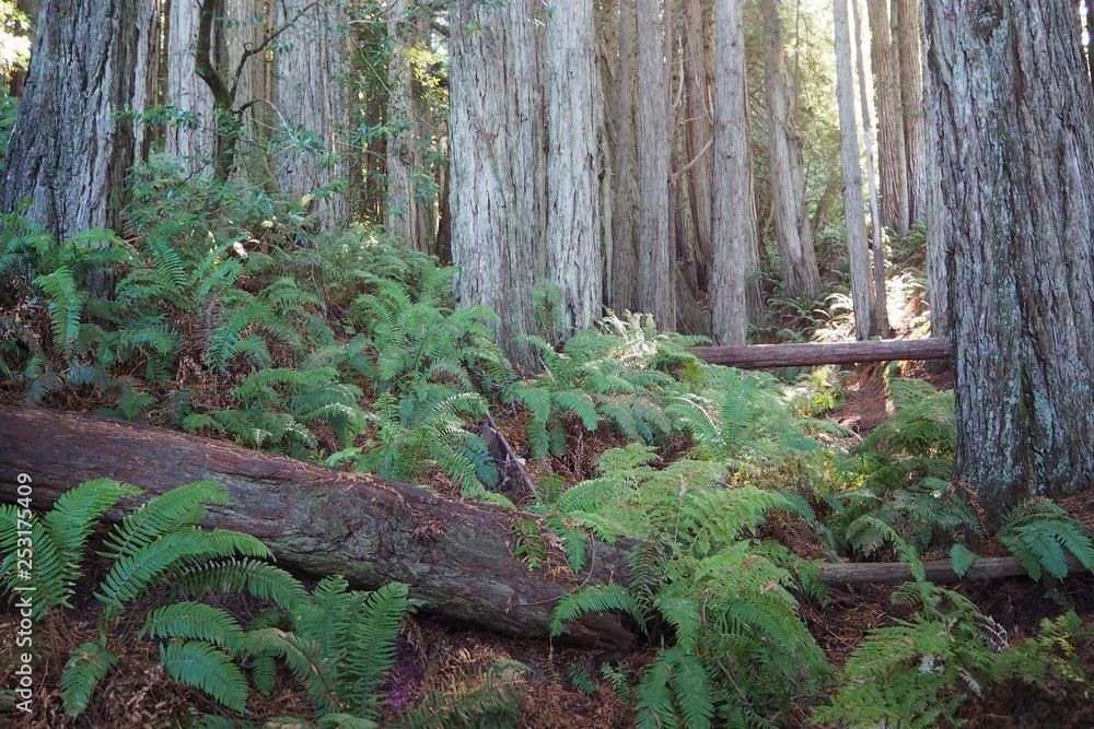 Pomo Canyon redwoods and ferns Pomo Canyon redwoods and ferns
