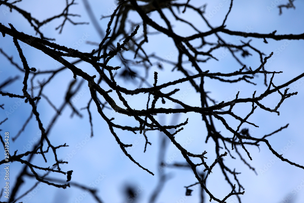 Silhouette von schwarzen Zweigen ohne Laub vor blauem Himmel als abstraktes close up Silhouette von schwarzen Zweigen ohne Laub vor blauem Himmel als abstraktes close up