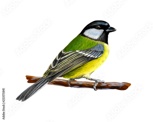 Portrait of a tit bird sitting on a branch on white background, hand drawn sketch