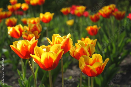 Bright orange yellow tulips in the sunlights on the first spring days.