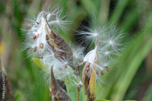 seed pod on green background