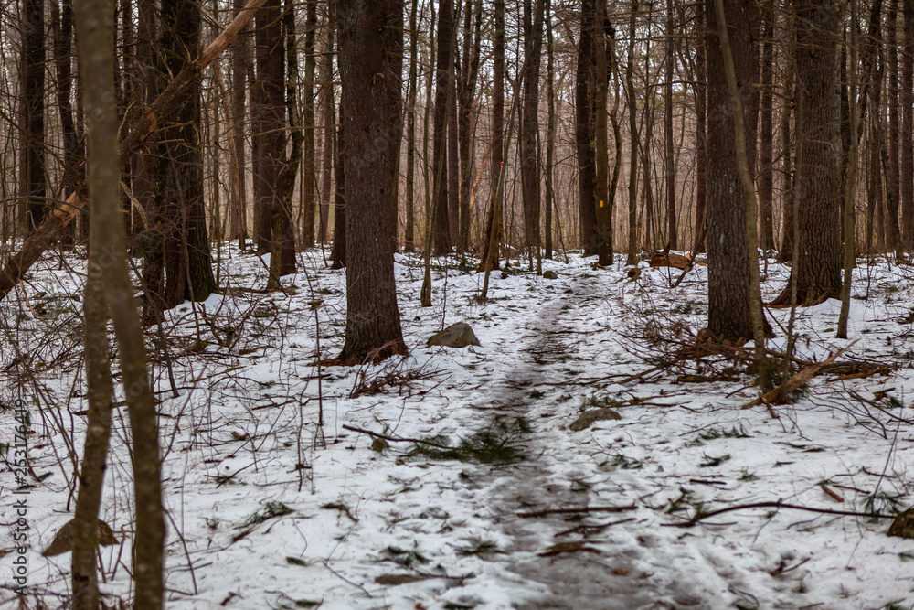 Acton, United States, February 27, 2019. Wild wood under the show during the winter time in Grassy Pond Conservation Area, Massachusetts, United States Acton, United States, February 27, 2019. Wild wood under the show during the winter time in Grassy Pond Conservation Area, Massachusetts, United States
