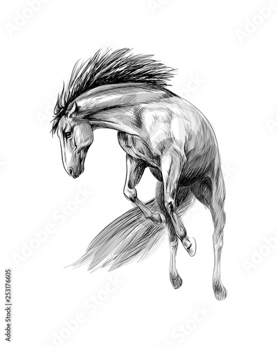 Horse run gallop on a white background. Hand drawn sketch