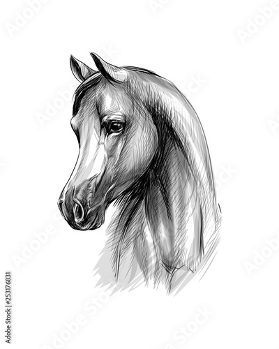 Horse head portrait on a white background. Hand drawn sketch
