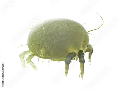 3d rendered illustration of a house dust mite © Sebastian Kaulitzki