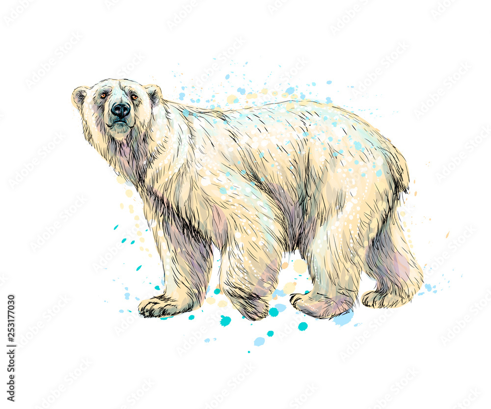Polar Bear Sketch by Spirit-Bird-Art on DeviantArt