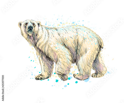 Abstract polar bear from a splash of watercolor, hand drawn sketch