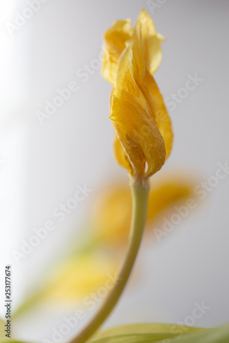 verwelkte Tulpe