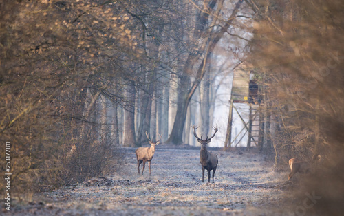 Red deers in forest in winter time