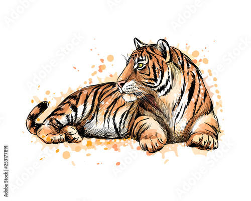 Portrait of a lying tiger from a splash of watercolor