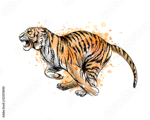 Tiger running from a splash of watercolor, hand drawn sketch