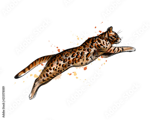Bengal Cat Jumping from a splash of watercolor  hand drawn sketch