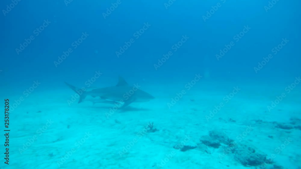 Bull shark swimming with remoras in the waters off Playa del Carmen. Bull shark swimming with remoras in the waters off Playa del Carmen.