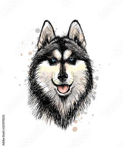 Portrait of the head of the Siberian Husky with blue eyes