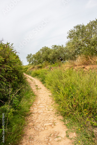 Narrow footpath on the Way of St. James, Camino de Santiago in Navarre, Spain, between Cirauqui and Lorca