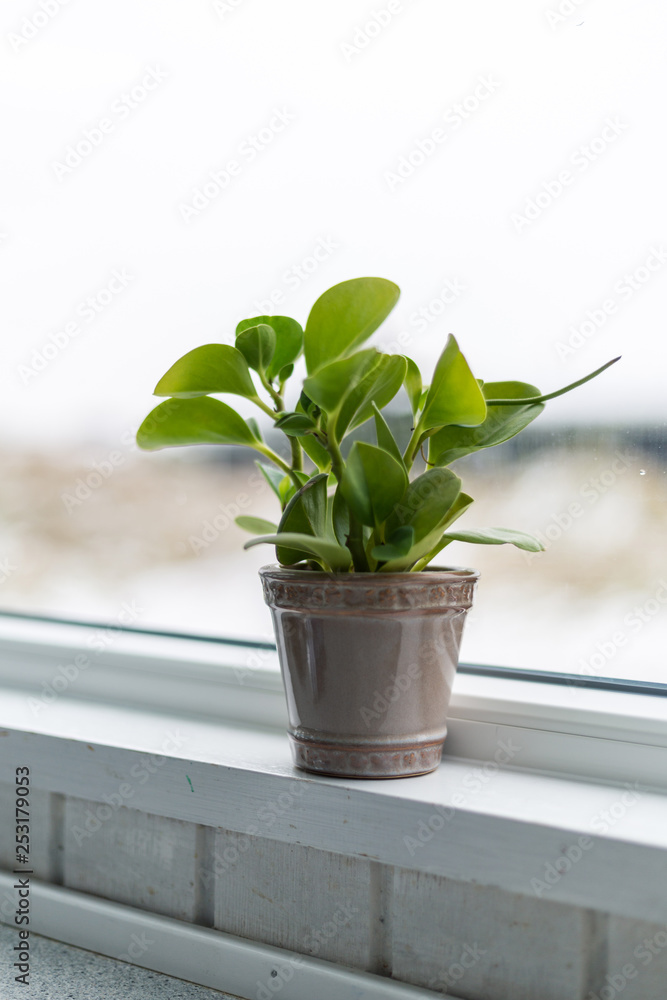 Obraz premium Pflanze